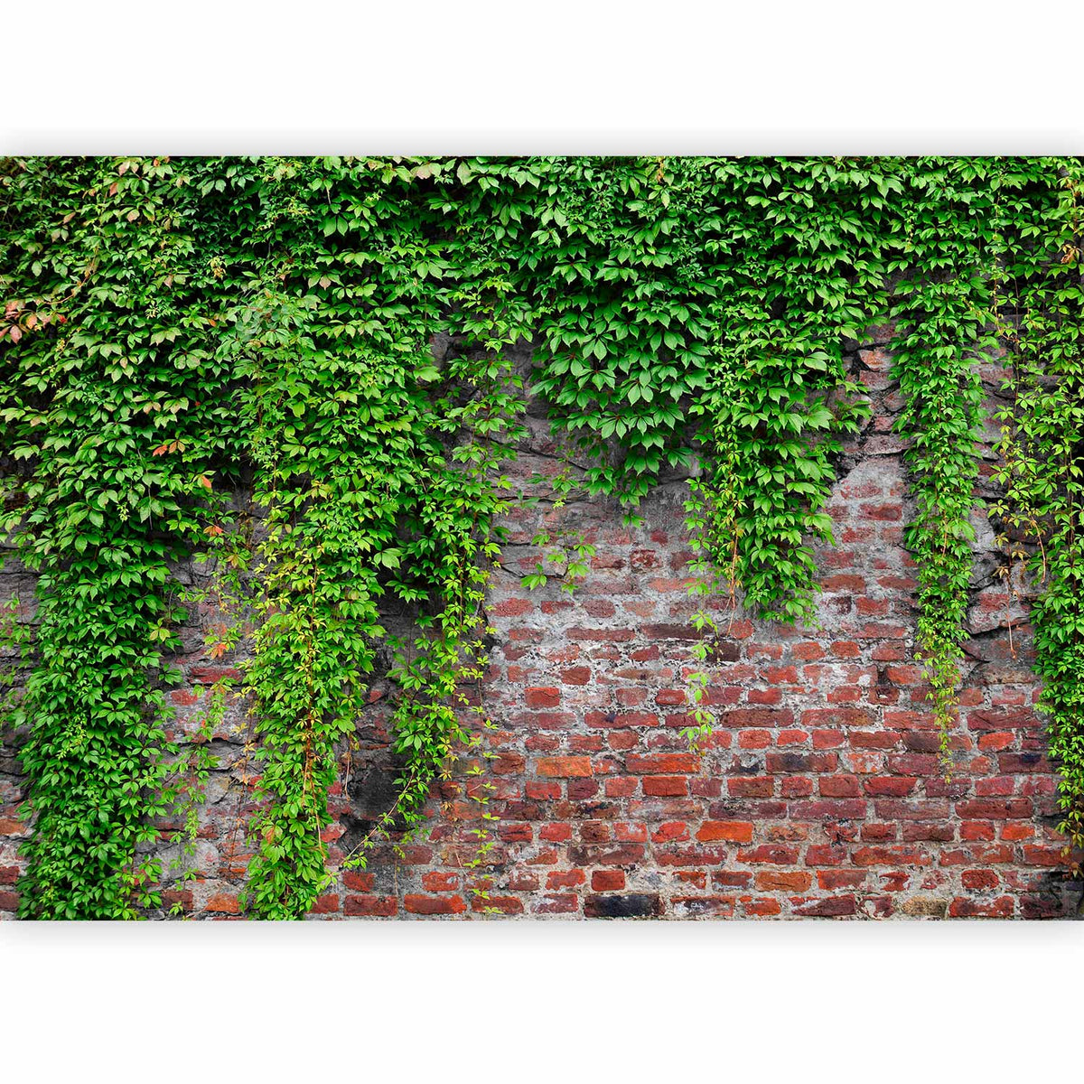 Fotobehang Brick and ivy