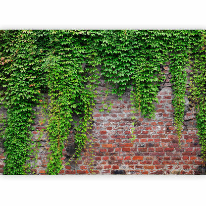 Fotobehang Brick and ivy