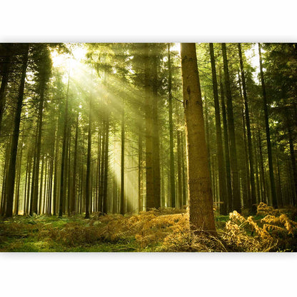 Fotobehang Pine forest – dense woodland in morning sunlight