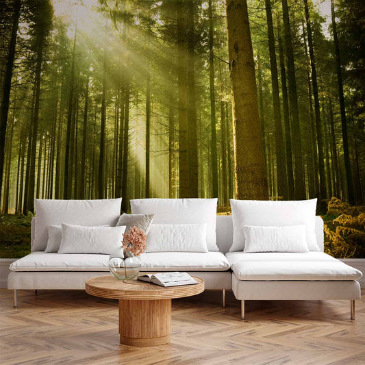 Fotobehang Pine forest – dense woodland in morning sunlight