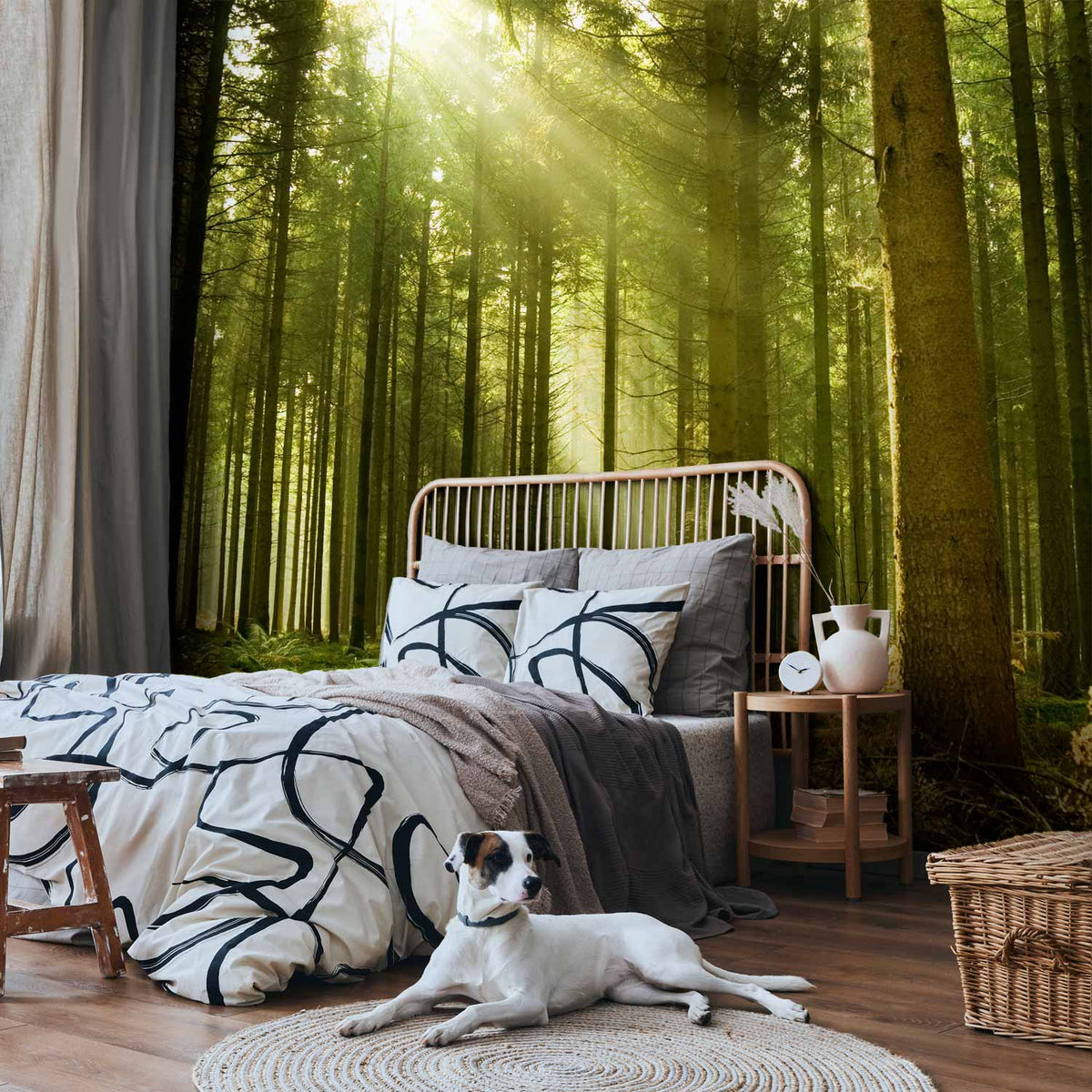 Fotobehang Pine forest – dense woodland in morning sunlight