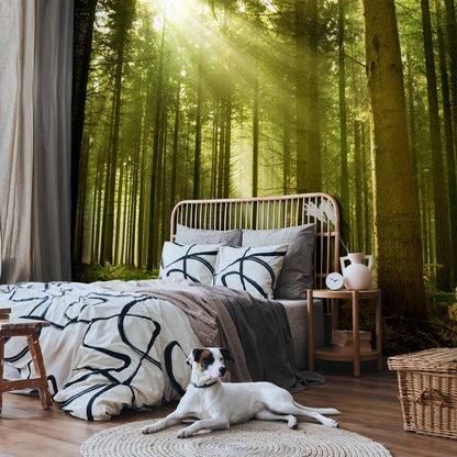 Fotobehang Pine forest – dense woodland in morning sunlight