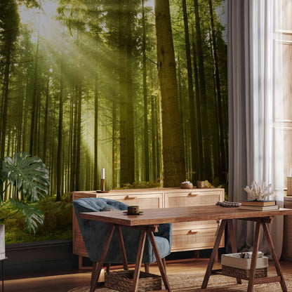 Fotobehang Pine forest – dense woodland in morning sunlight