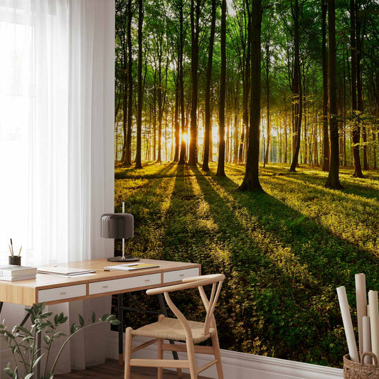 Fotobehang Spring: Morning in the Forest