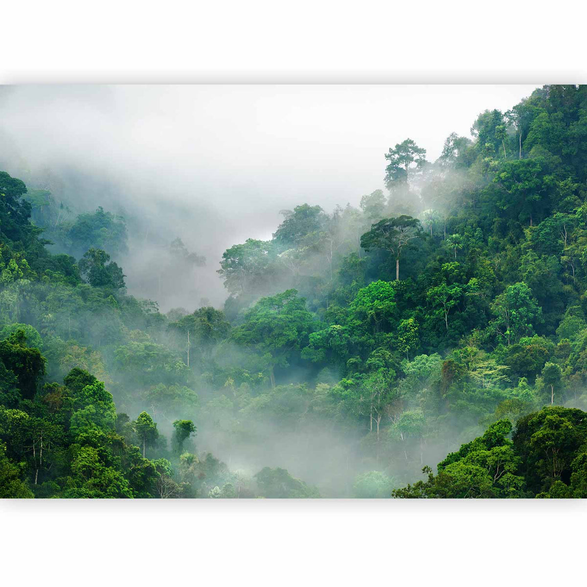 Fotobehang Morning Fog
