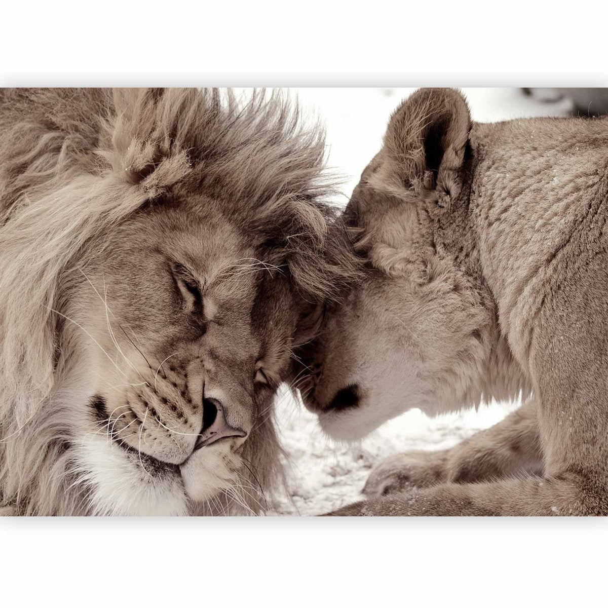Fotobehang Lion Tenderness (Sepia)