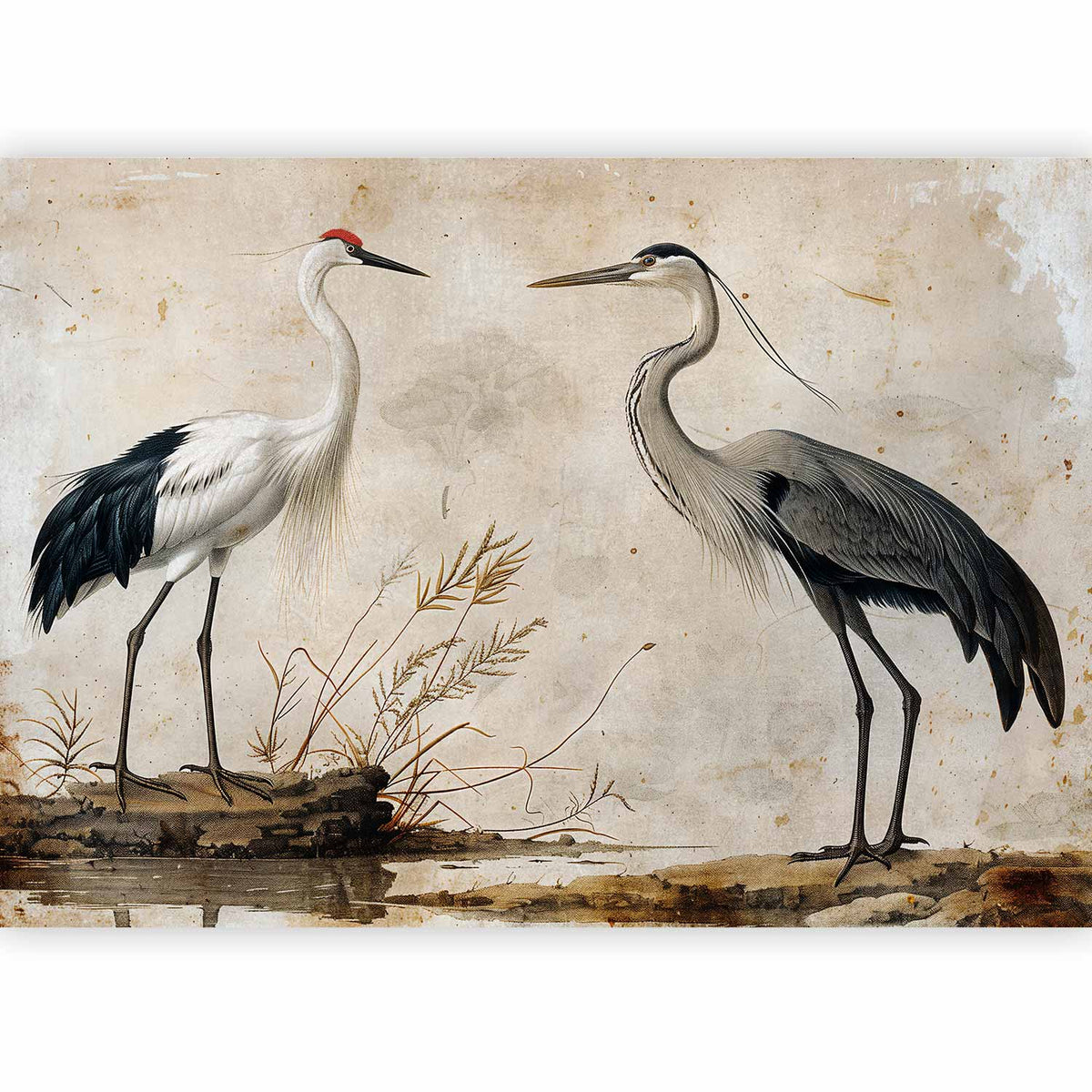 Fotobehang Birds from an old engraving - vintage-style illustration depicting a heron and a crane